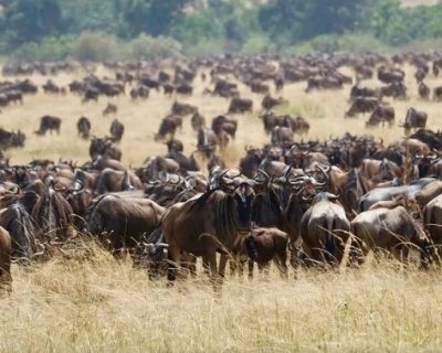 wildebeests2