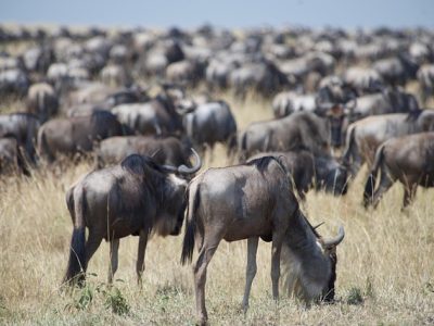 Wildebeests on gorilla trekking safari