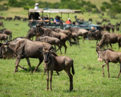 Blue wildebeest stands watching camera near truck