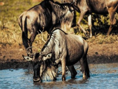 wilderbeests Great wildebeest migration | Travitude Safari Tours