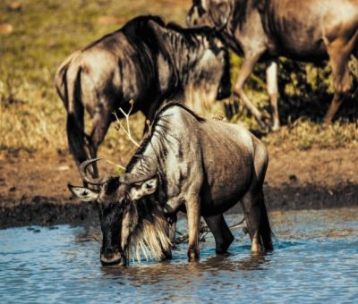 6 days safari itinerary packages