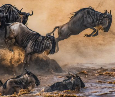 wildebeests river crossing wildebeests river crossing
