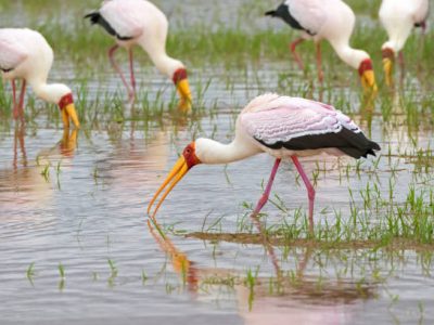 African wading stork, Yellow billed stork (Wood stork, Wood ibis) foraging for fish in water. Leaving bills partially open and wait to snap up their preys at Lake Manyara, Tanzania, East Africa (Mycteria ibis)