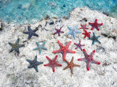 Group of colorful starfish on a white beach in Zanzibar. Group of colorful starfish on a white beach in Zanzibar.