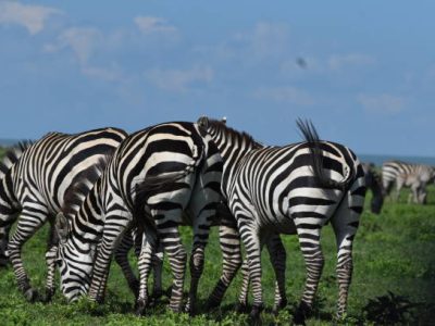 Best gorilla trekking safari packages