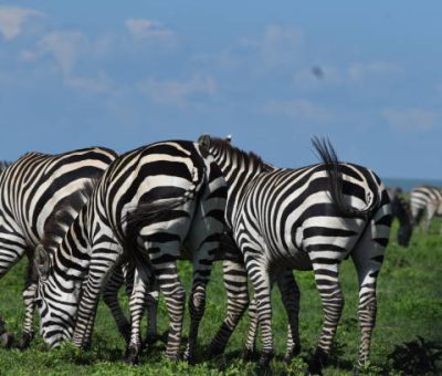 6 days safari itinerary