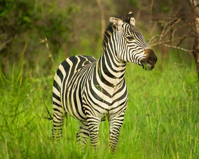 Plains Zebra in Akagera National Park in Rwanda. Akagera National Park covers 1,200 km² in eastern Rwanda, along the Tanzanian border.